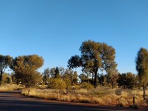 Safari - Uluru